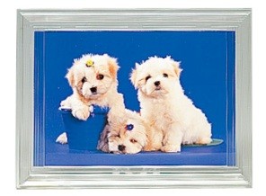 ［FUJICOLOR］Lカラーフレーム クリア【3月中旬】